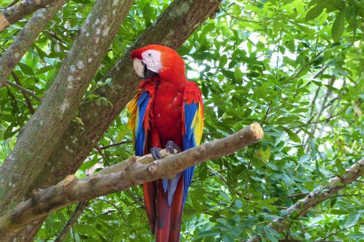 Wildlife